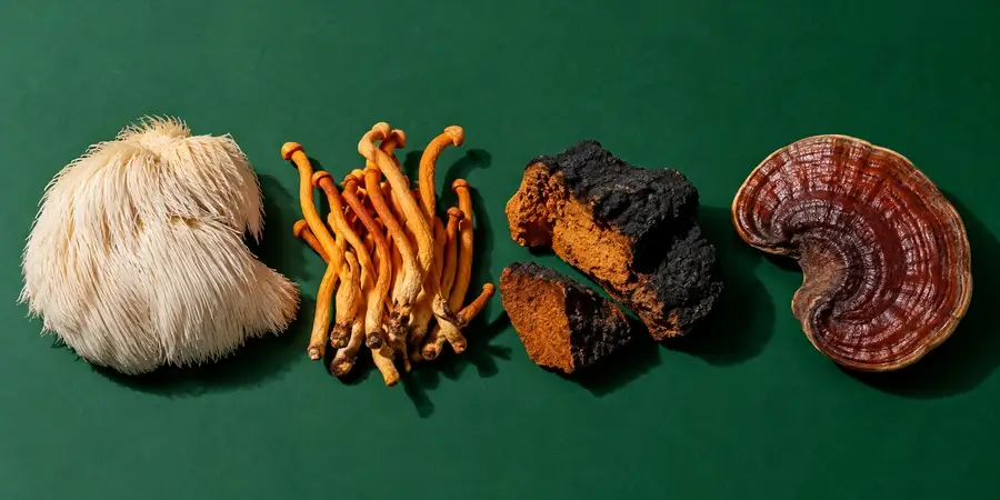 Lion's mane, cordyceps arancioni, pezzi di chaga e un reishi intero essiccati, allineati su fondo verde abete