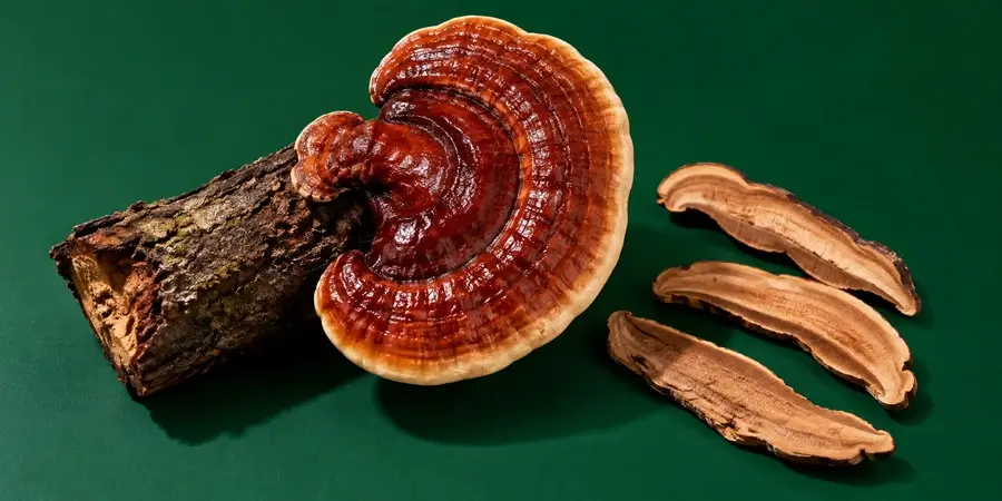 Fungo reishi lucido a forma di ventaglio su un pezzo di tronco, con tre fette essiccate, su fondo verde abete